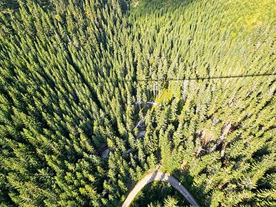 wierzchołki drzew widoczne z mostu Sky Bridge