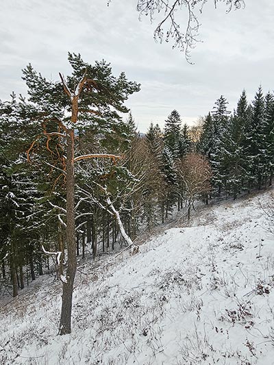 fragment lasu na Górze Igliczna w zimowej scenerii