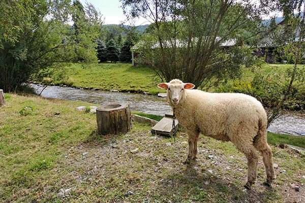 owieczka w agroturystyce Eskapada